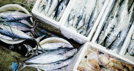 Frozen fish in various containers.